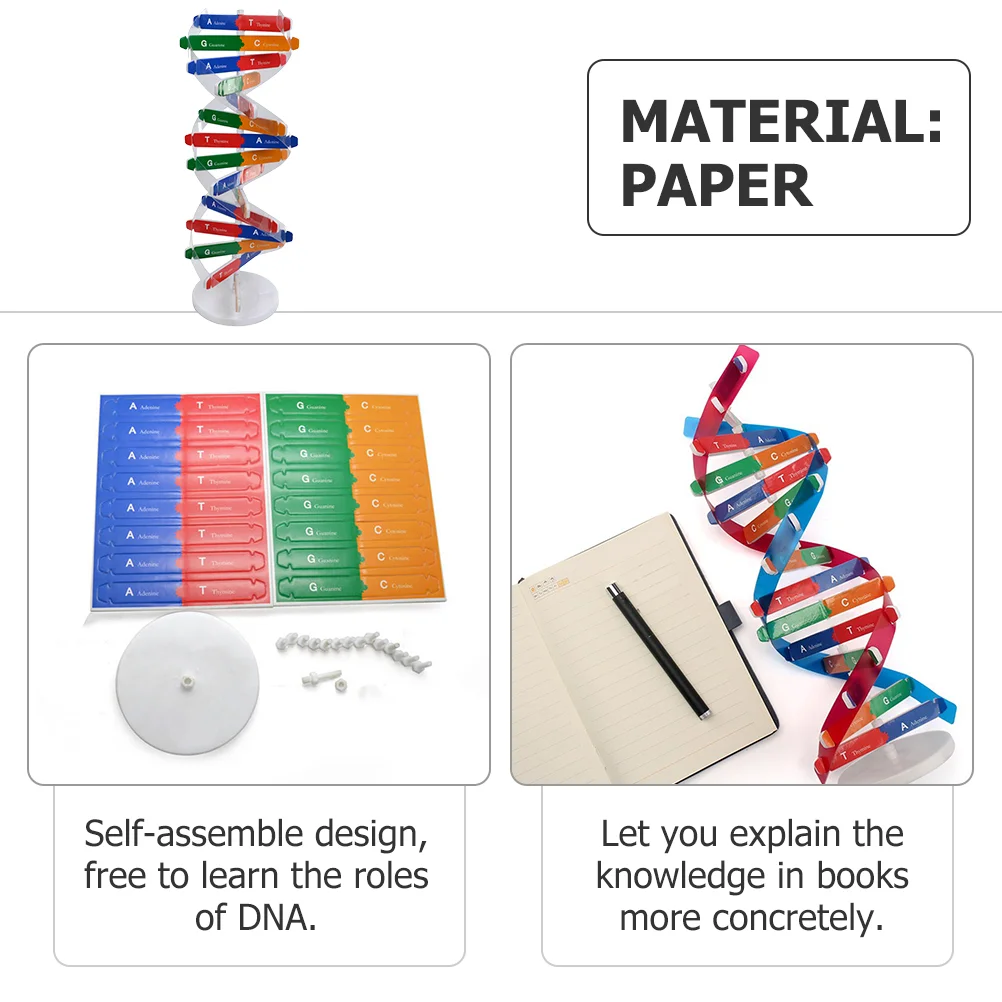 Giocattolo Dna Double Helix Bambini Assemblaggio Costruisci Kit scientifico Assemblato Biologia Sussidi didattici Aula Bambino