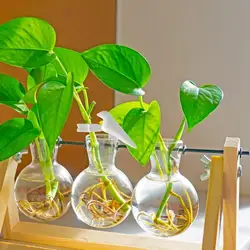 Plant Propagation Buddy Holder Plant Support For Cuttings Plant Support For Sprouts Stems Shoots And Cuttings Plant Propagation