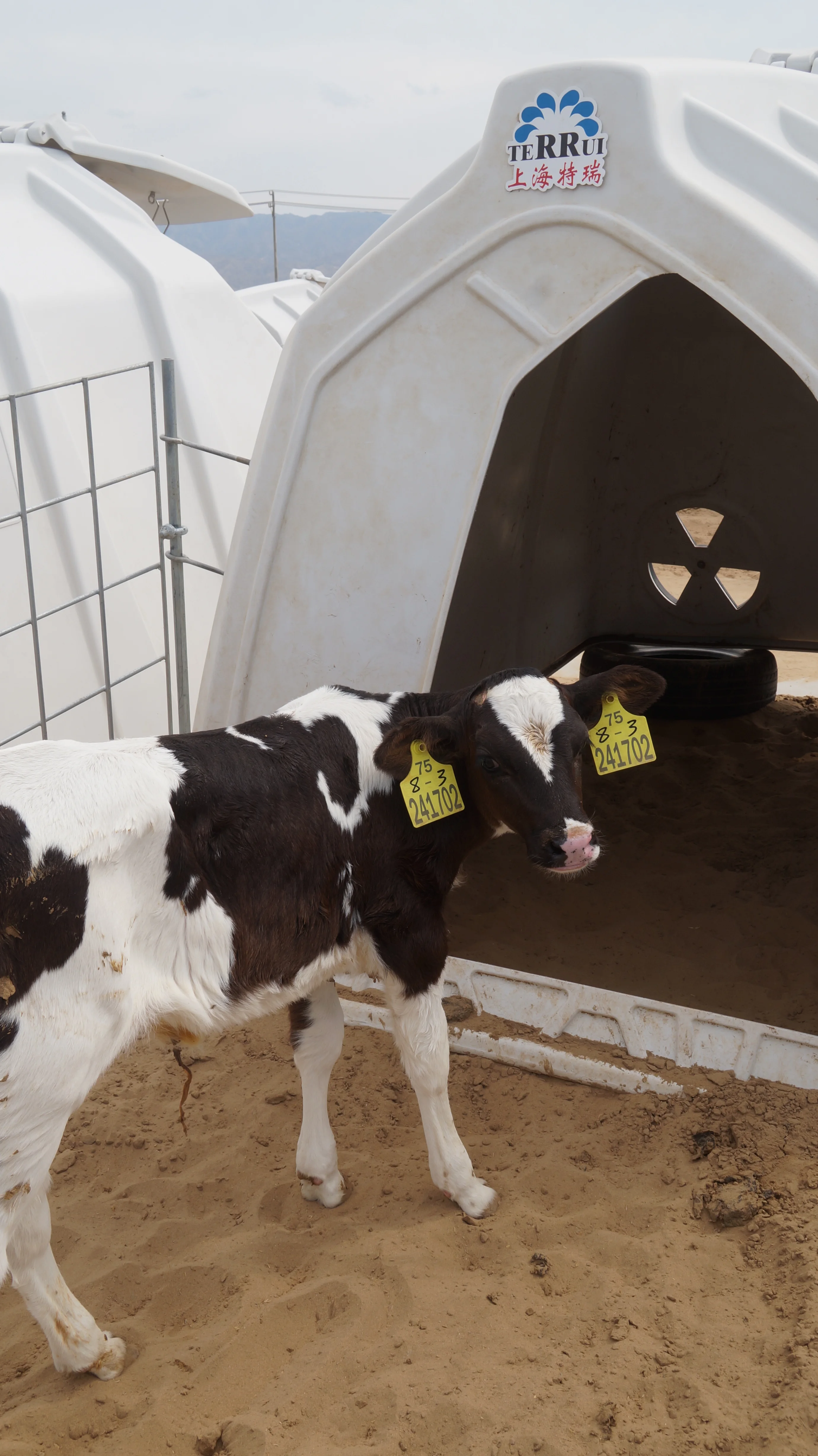 Dairy Farm Comfortable Plastic Moveable Cattle Healthy House For Animals Cattle Cow Pen Housing Calf Hutch
