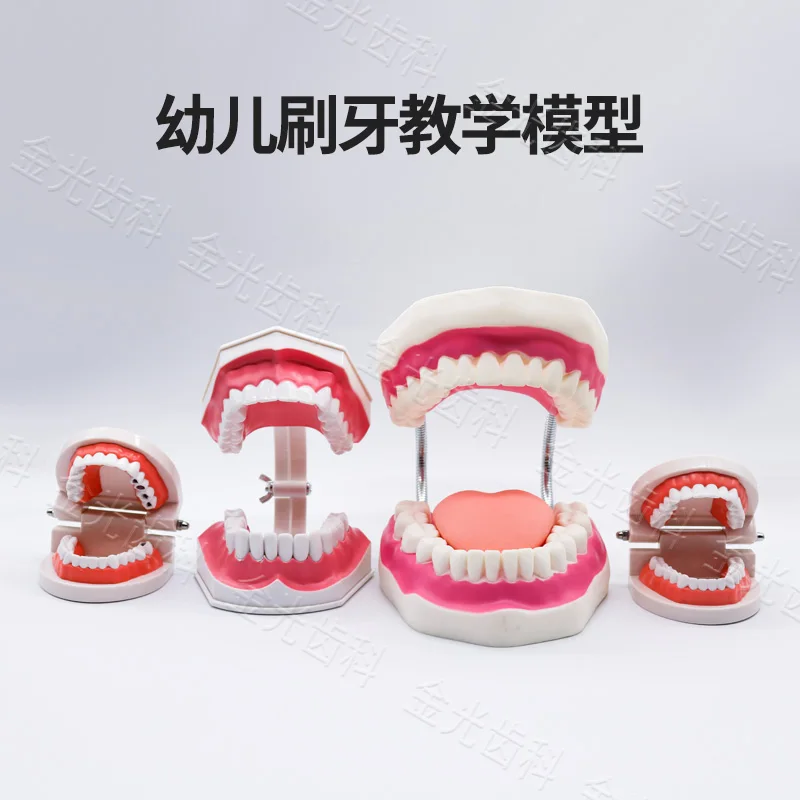 Tooth Model Kindergarten Early Education Brushing Mould Dental Kids Baby Oral Teaching with Tongue Tooth Mold Ornament