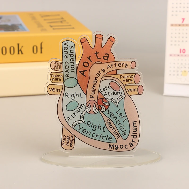 

2D акриловая модель с анатомией сердца - образовательный и декоративный обучающий инструмент для домашнего офиса, классной клиники, медицинского офиса