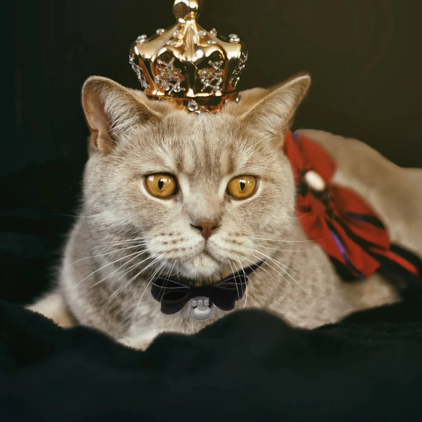 

Premium Pet Collar for Cats and Puppies Rhinestone Detail Bell Charm Adjustable Size Fashionable Look Perfect Party Gift Idea