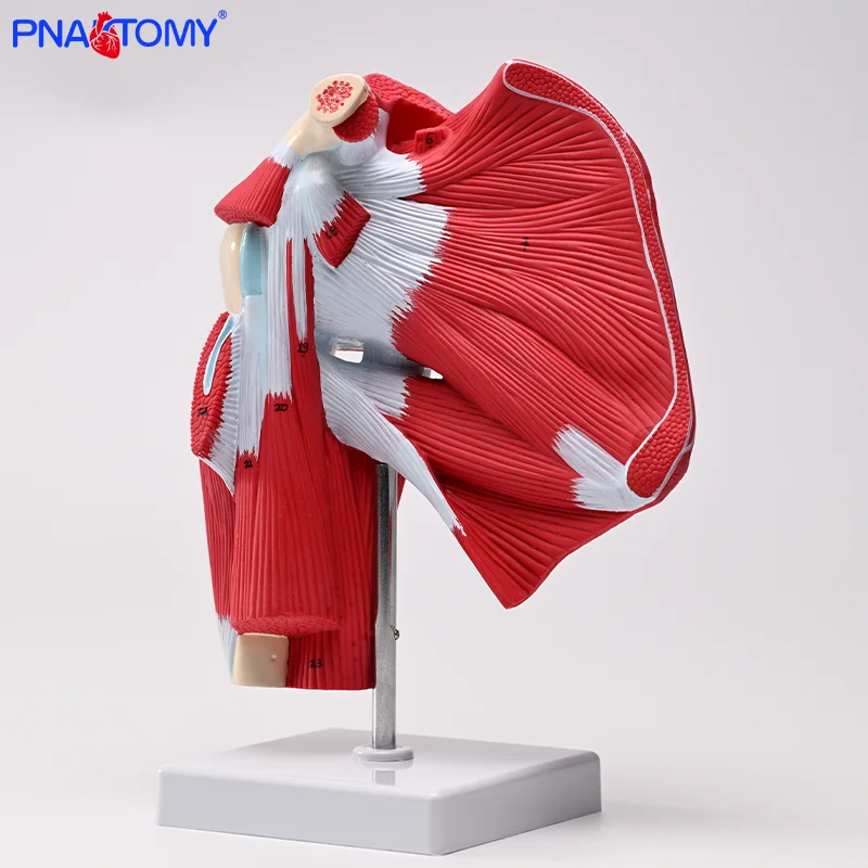 

Life Size Shoulder Joint Model with Deep Muscle Human Muscle Anatomical Model Skeleton Anatomy Educational Equipment Medical