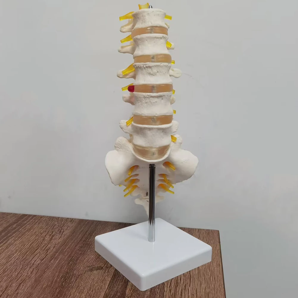 Teaching equipment model 5-segment lumbar spine with sacral accessory nerve Orthopedic teaching display teaching aids