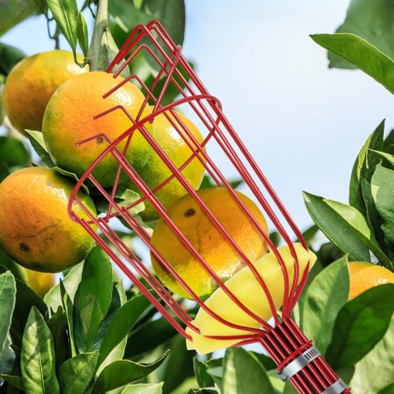 Imagem -03 - Pólo Telescópico para Colher Frutas Coletor com Cesta Alta Altitude Maçã Laranja Cítrico Pêra Manga Árvores Ferramentas de Jardim