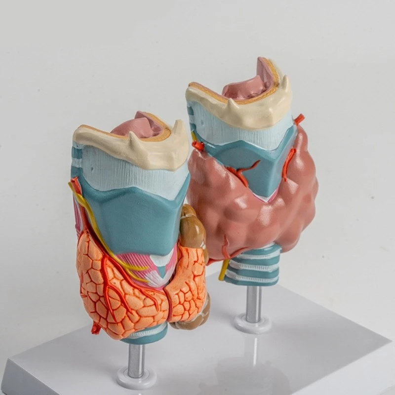Модель патологической анатомии щитовидной железы со съемной частью, анатомическая модель щитовидной железы