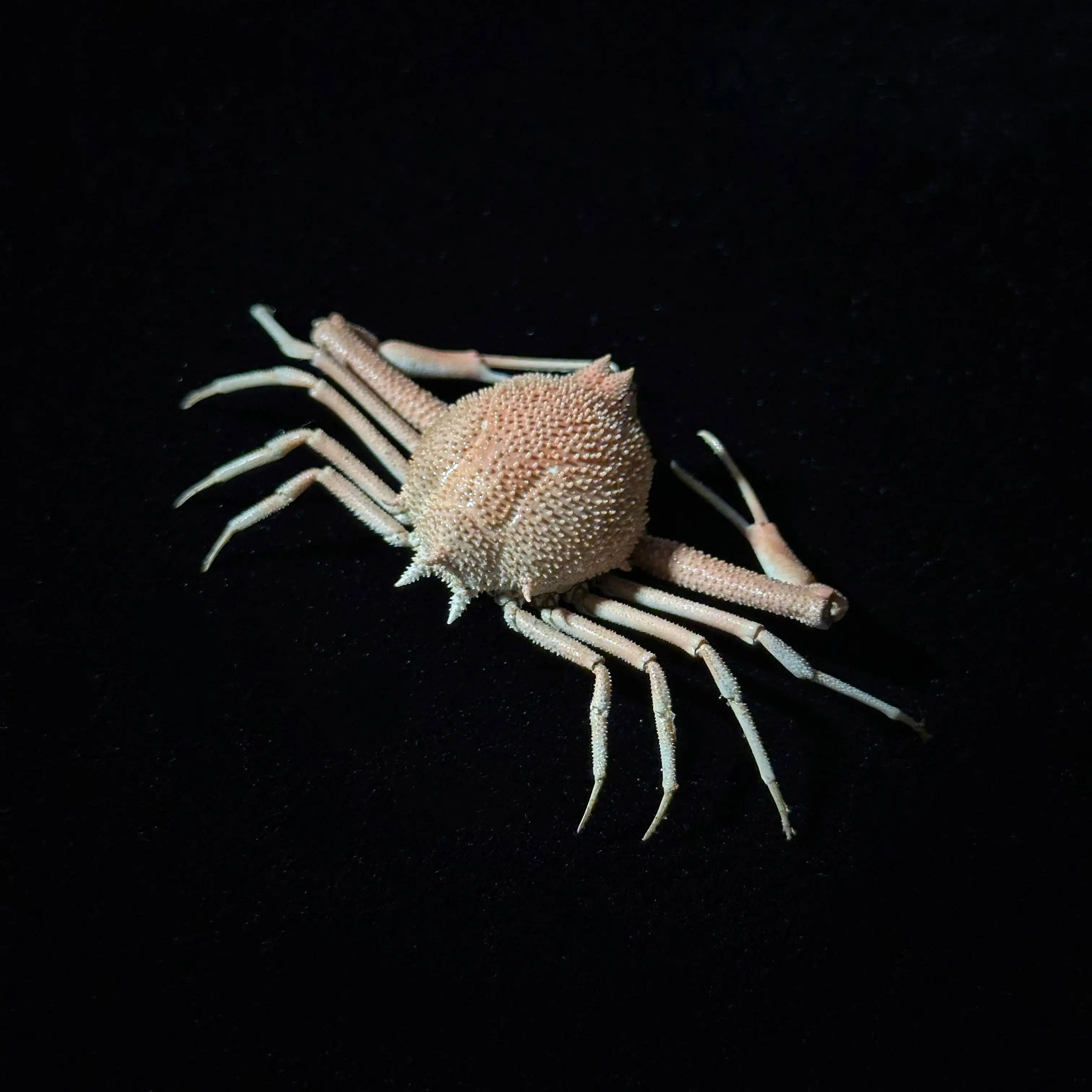 Round eleven thorny chestnut crab pink real crab specimen handmade hit style sea crab birthday gift niche style