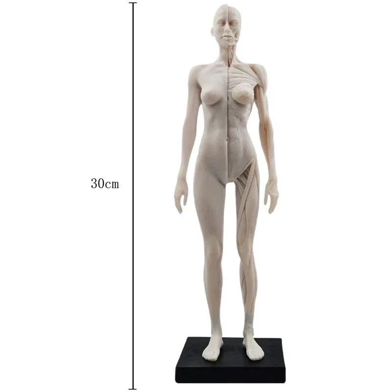 30cm Female Anatomy Figure Anatomical Model Anatomy Skull Bone Medical Artist Drawing Manikin Articulated Mannequin