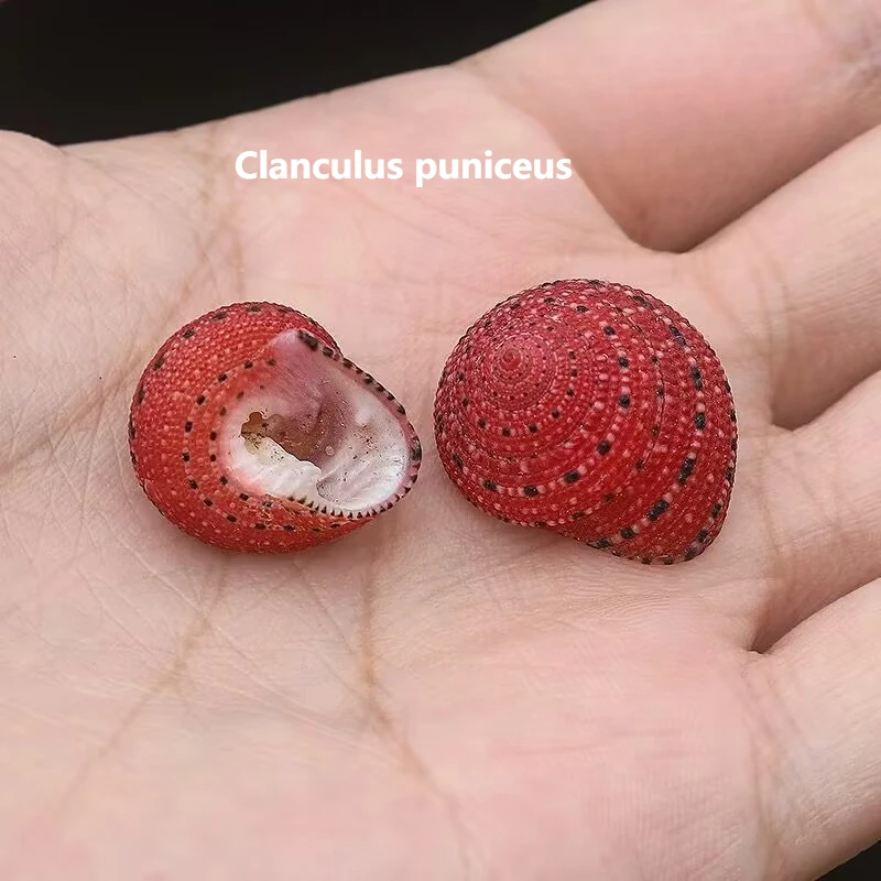 

Strawberry Bell Snail Natural Rare Conch Specimen Collection Fish Tank Landscaping Decoration Adzuki Beans and Crab Replacement