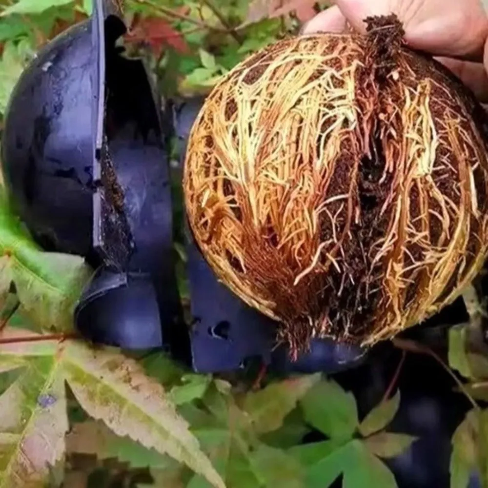 

Набор из 3 шт. пластиковых гидропонных корневых шаров для быстрого укоренения растений с защитными замками