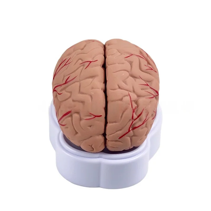 Life-Size 8-Part Magnetic Brain Model-Color-Coded Neurovascular Assembly Neuroscience Training Surgical Planning JVLAB
