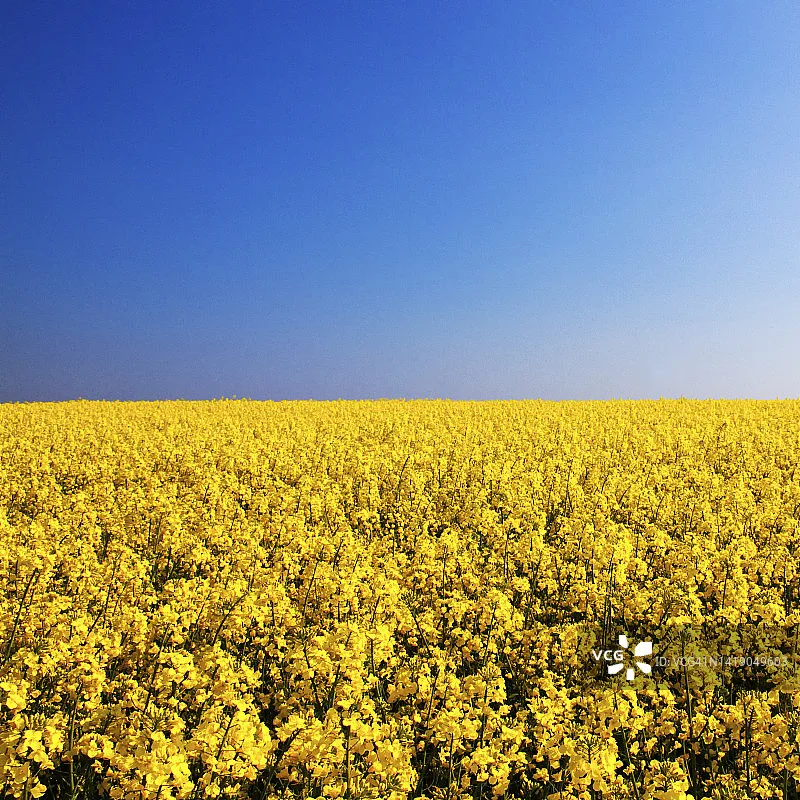 

Caddx ANT 1200TVL FPV-камера Объектив 1,8 мм 16:9/4:3 Переключаемый глобальный WDR для Tinywhoop/Cinewhoop Сверхлегкий HD