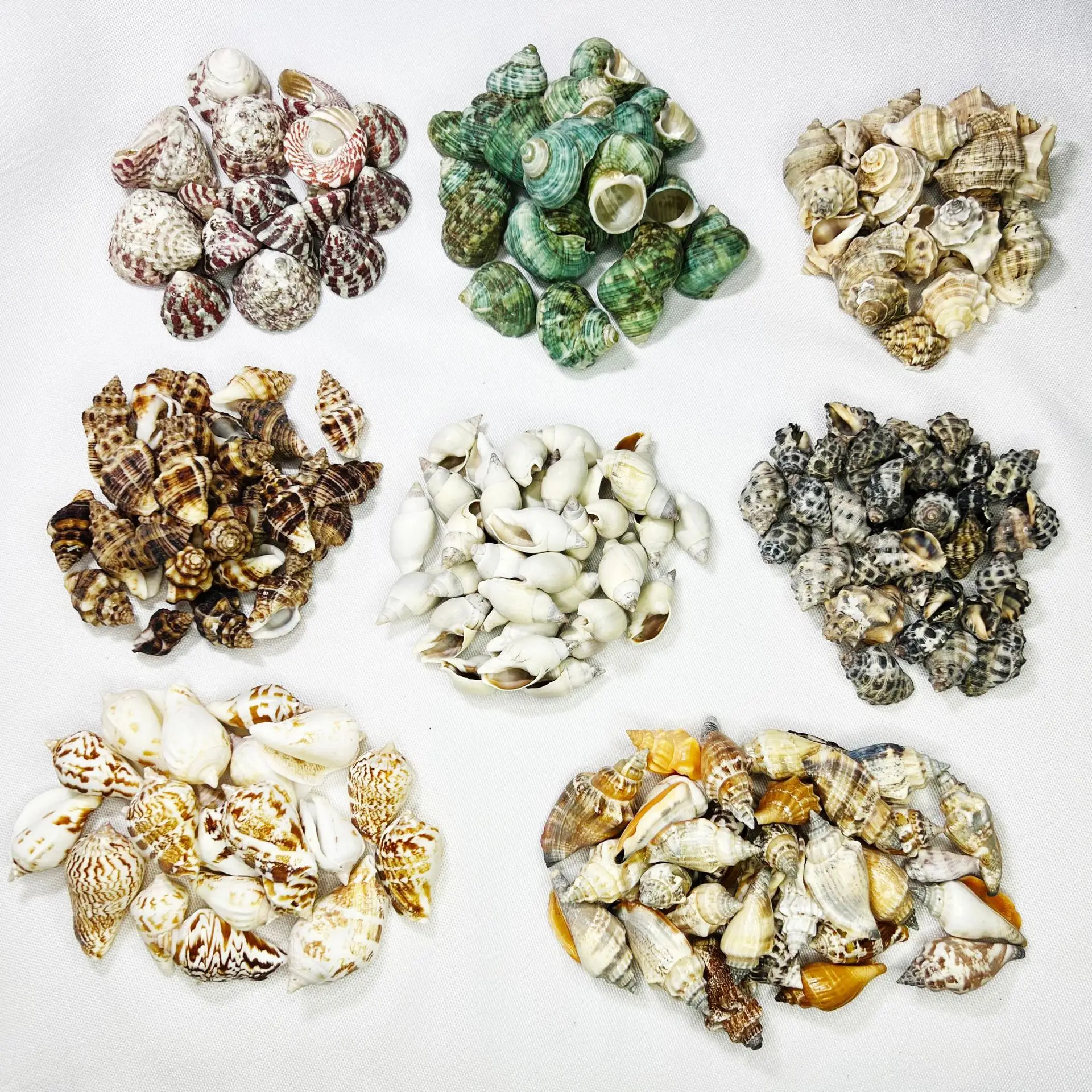 Natural Seashells and Starfish - Aquarium Decor DIY, Marine Educational Toys for Kids, Ocean Themed Craft Materials, Instant Sto