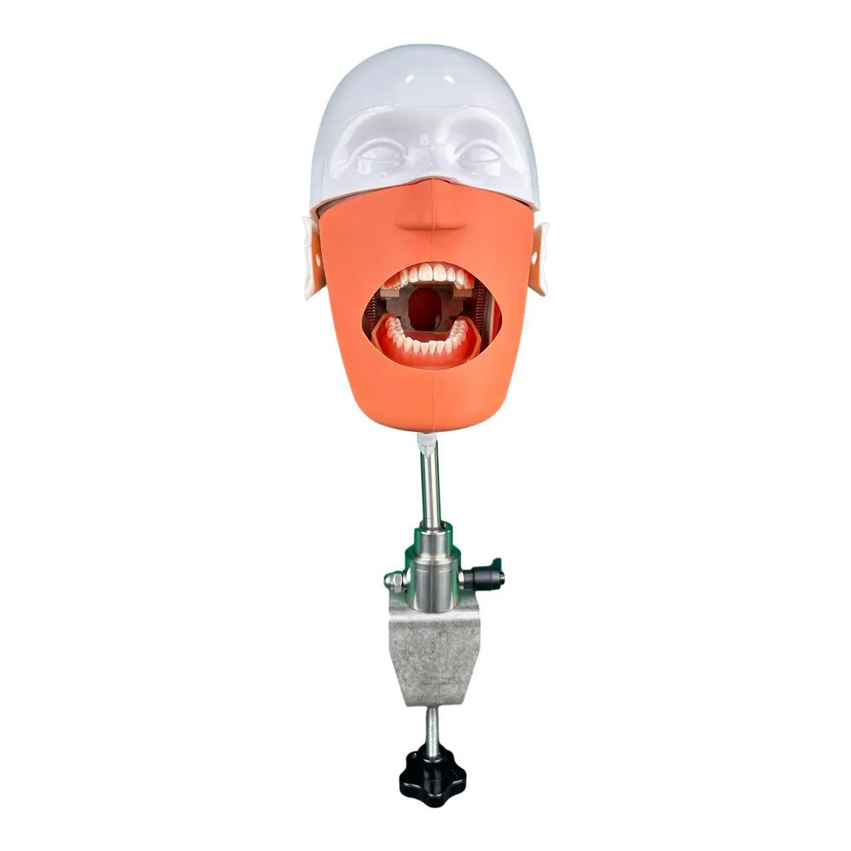 Dental Phantom Head Manikin Single Product for Dental Teaching Anatomical Model in Silicone Plastic Metal