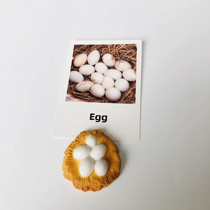 วงจรชีวิตของเป็ดพร้อมการ์ดความรู้ วัสดุการเรียนรู้ภาษาแบบมอนเตสซอรี่ ของเล่นการเรียนรู้ด้านชีววิทยา เกมการศึกษาสำหรับเด็กเล็ก