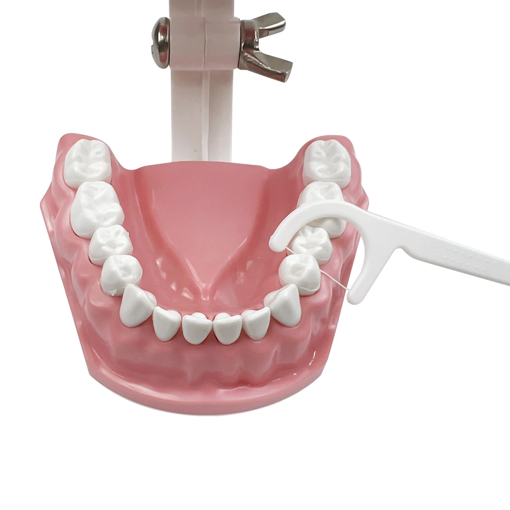 Standardowy model dentystyczny Szczotkowanie zębów Nauczanie protez Model Szczotkowanie nitkowania Praktyka Typodont Stomatologia Demonstracja Studium