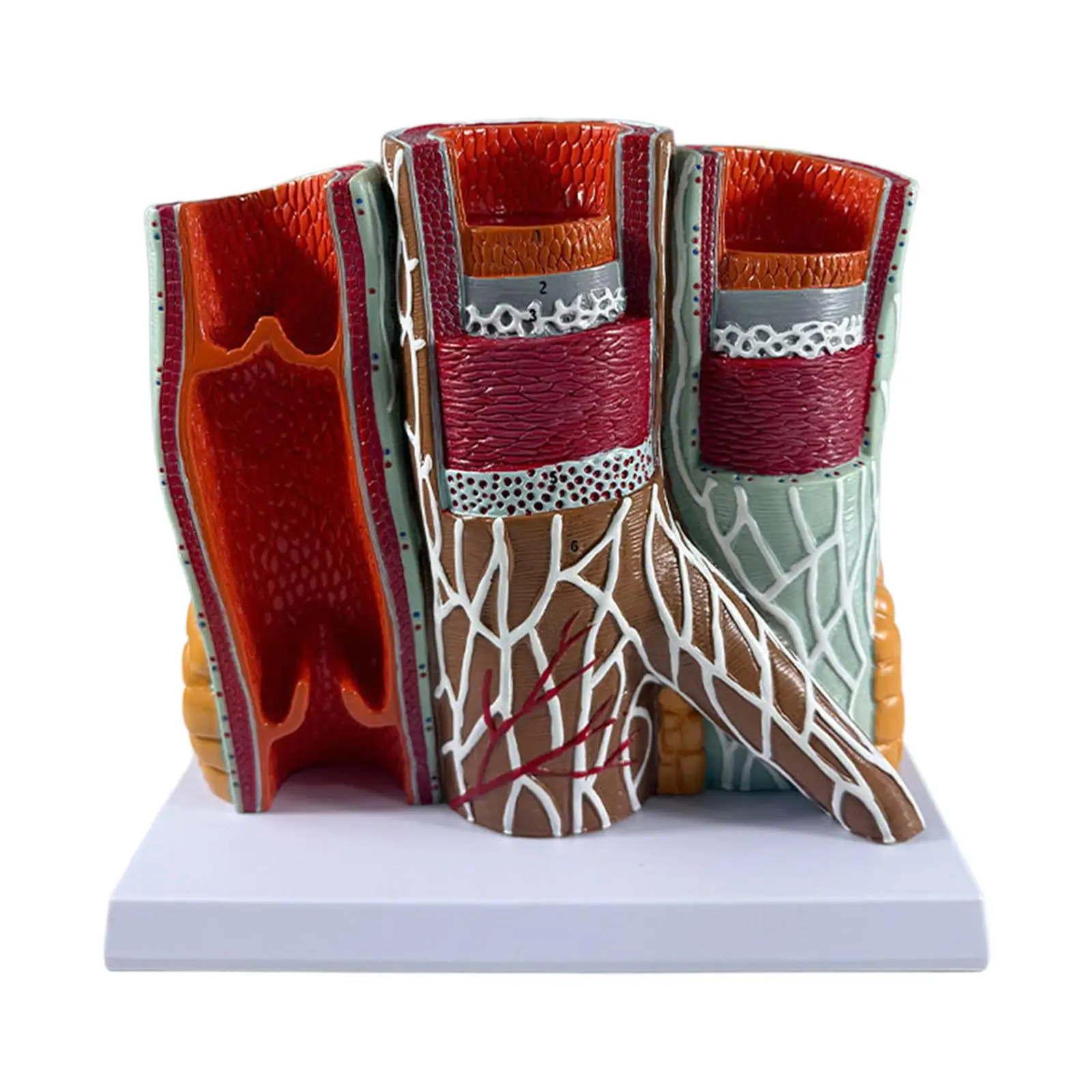 

Human Blood Vessel Model Teaching Aid Educational Lightweight with Base Anatomy Model for Lab Learning School Classroom Training