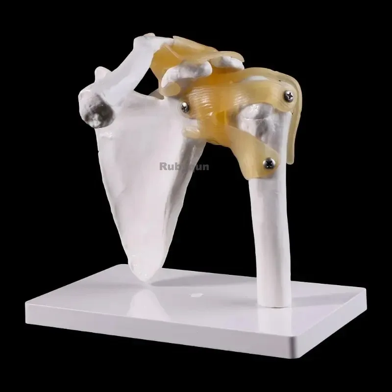 Anatomy Functional Life Size Human Skeleton Shoulder Joint Bone Muscle Medical Anatomical Model For Teaching Study Tool