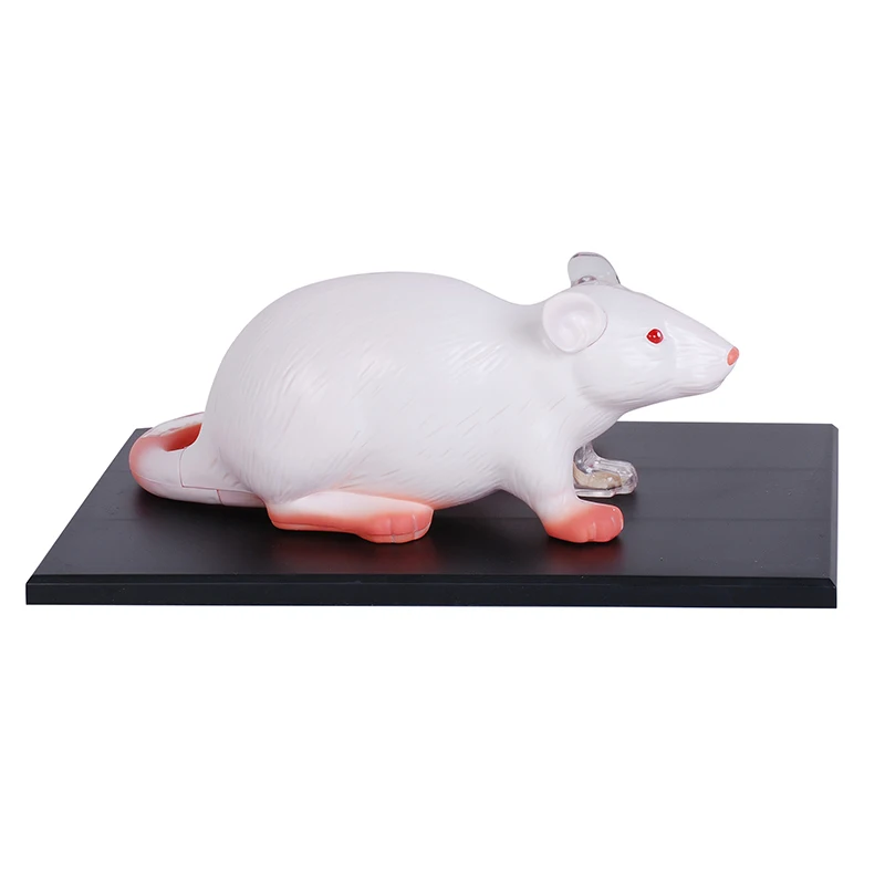 32 Parts White Mouse 4D Master Animal Anatomy Model Detachable Organs Body Medical Science Educational DIY Toys Gift