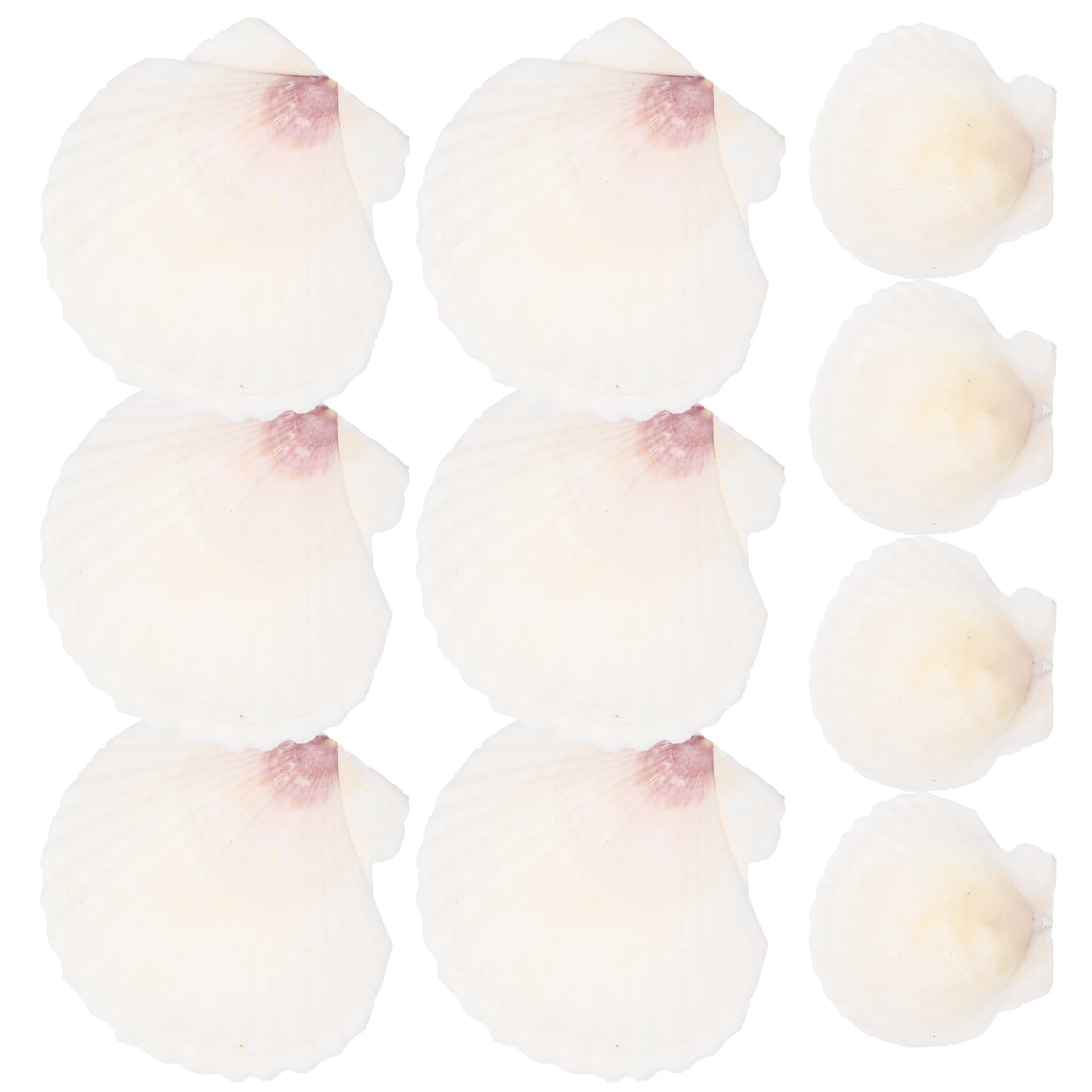 10 pçs conjunto de concha natural diy vieiras acessórios para artesanato conchas para decoração tanque de peixes adorno desktop ornamento oceano tema