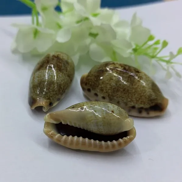 2PC Real Cypraeidae Caputserpentis Snowflake Spots Conch Seashell Fish Tank Landscaping Home Decor Cowrie Jewelry Craft Aquarium