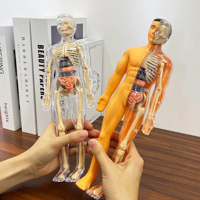 3D Montessori Puzzle Mannequin Human Anatomy Model Children\'s Learning Organs Toys Educational  Skeleton Anatomical Model