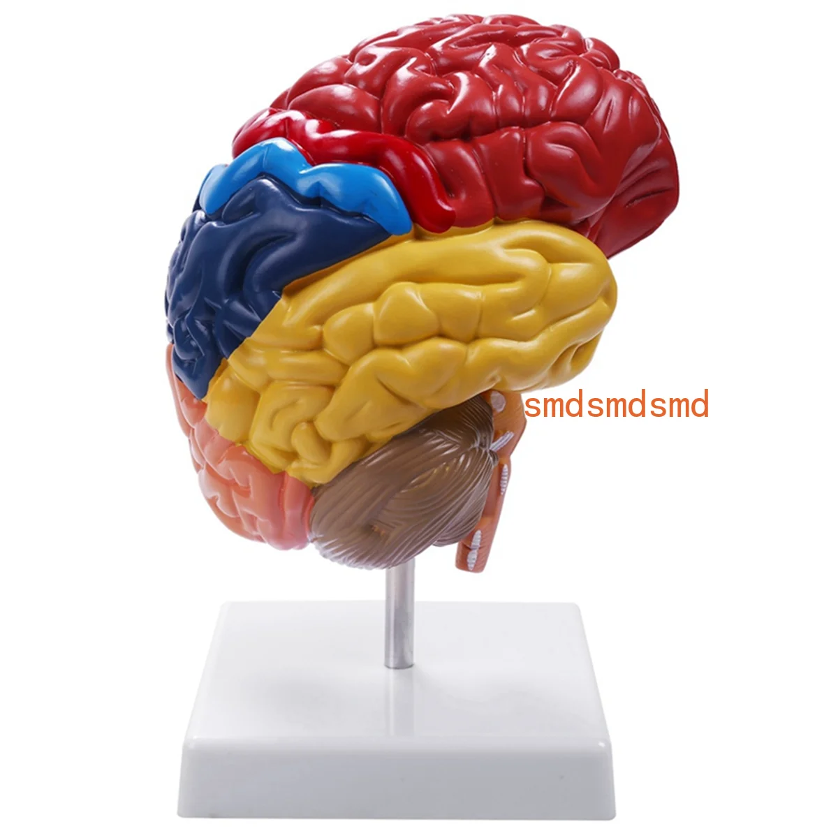 

Церебральная анатомическая модель Анатомия 1:1 Половина мозга Учебные лабораторные принадлежности