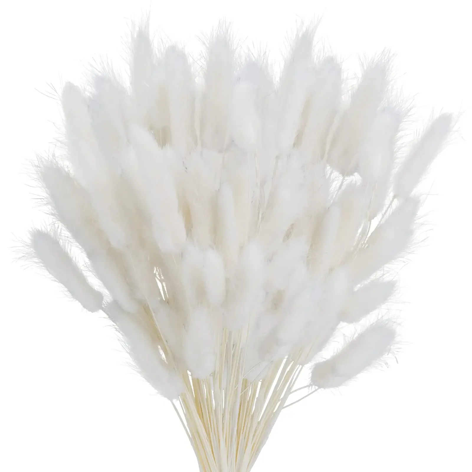 Natural Fluffy Bunny Tails Dried Flowers Arrangement Lagurus Ovatus Rabbit Tail Grass for Vase Boho Floral Wedding Home Decor