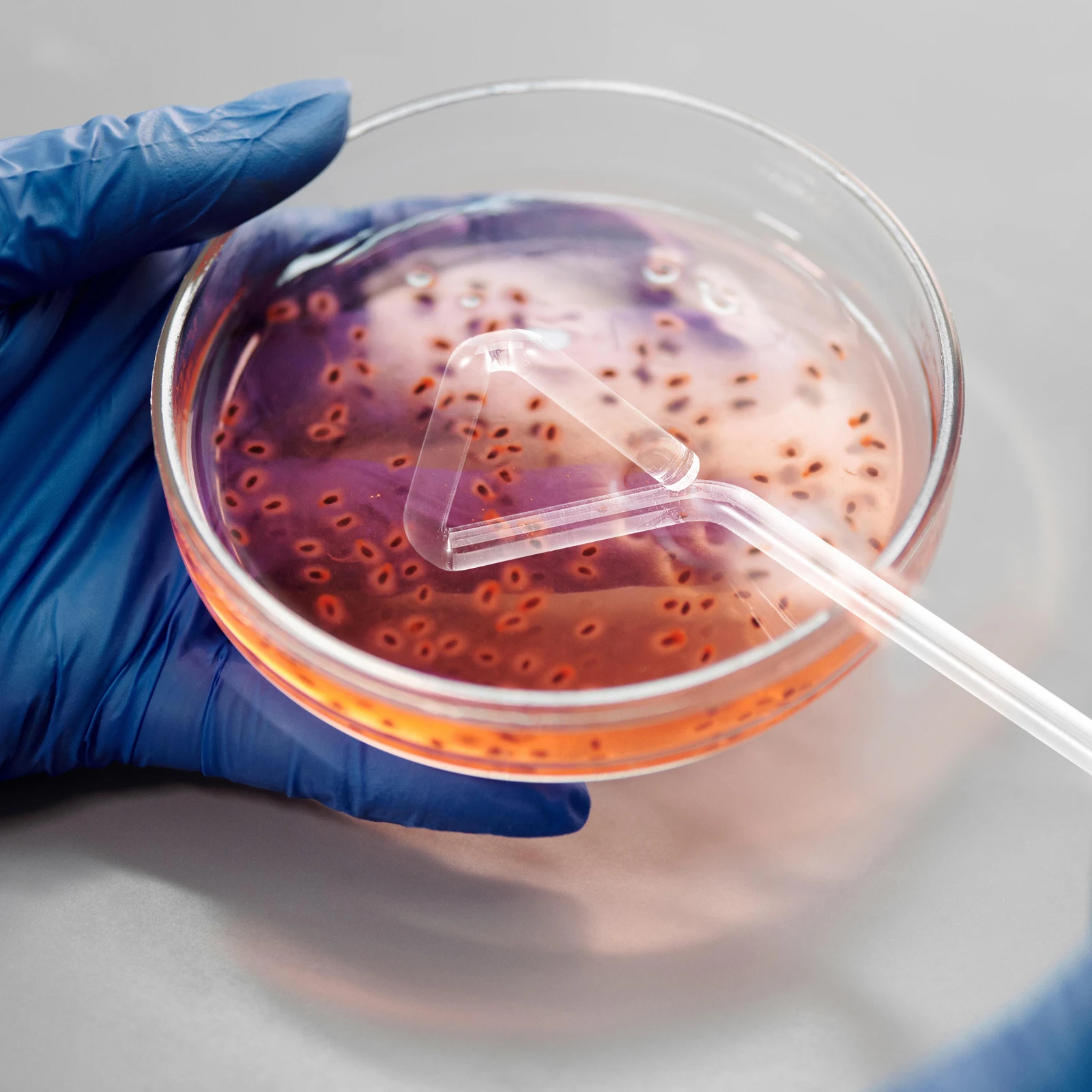 

4Pcs Glass Laboratory Cell Spreader Triangular Shape Scraper Edge Cell Culture Sticks Lab Accessories Laboratory Spreader