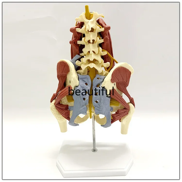 1:1 Life Size Anatomy Lumbar Vertebrae Vital Muscles Pelvic Muscle Model Spine Skeleton Protrusion  Intervertebral Disc