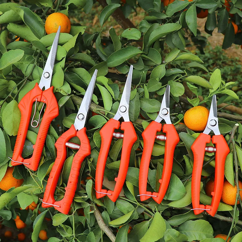

Special Scissors for Grape Fruit Thinning Gardening Flower Thinning Fruit Trimming Scissors Picking Scissors