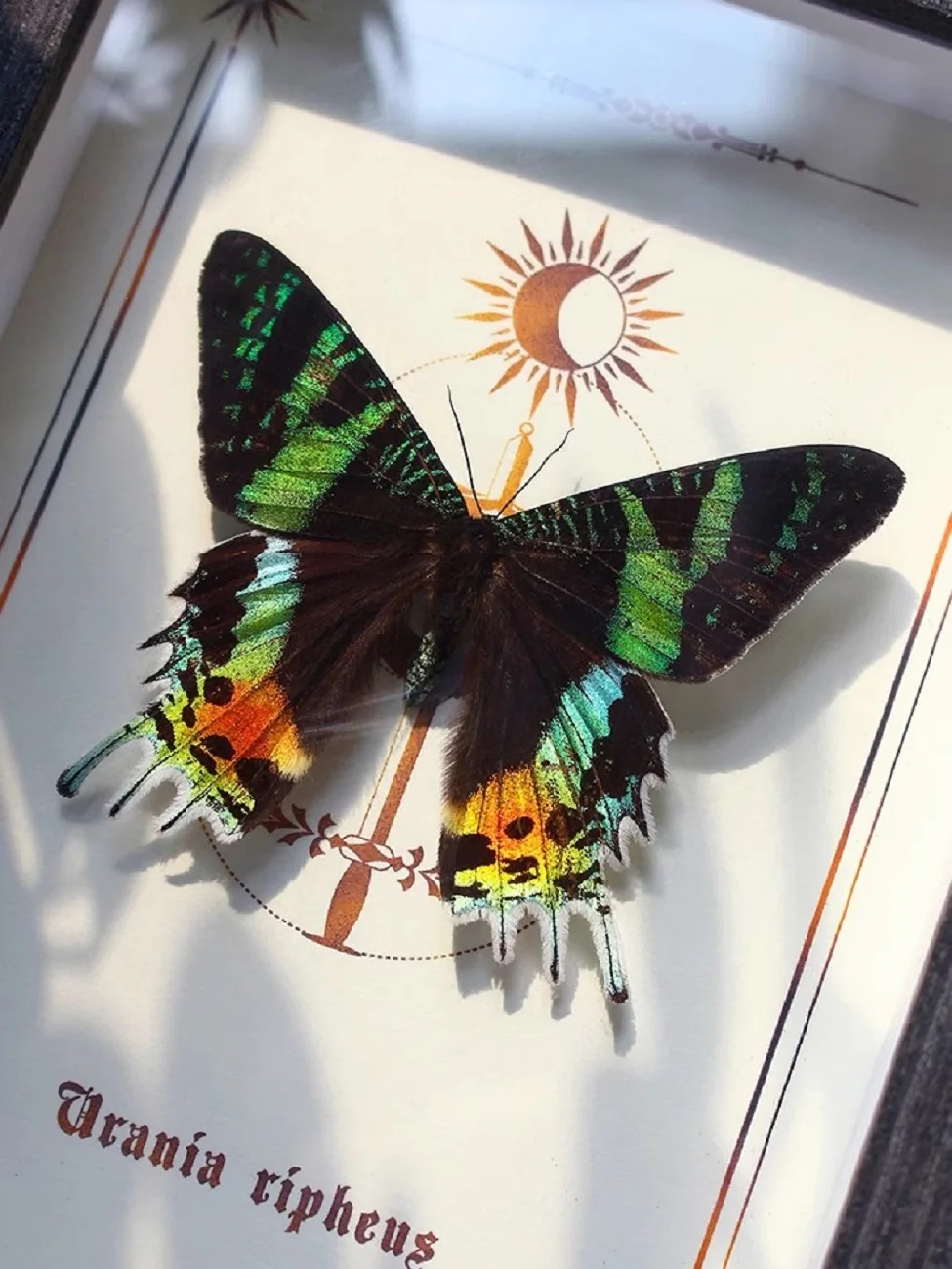 

Sun E Butterfly Decorative Painting Ornament Gift High Beauty Moon E Butterfly Birthday Gift