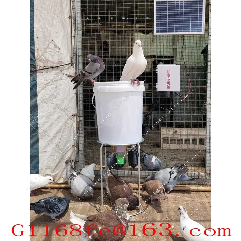 High Quality Pigeon Automatic Feeder Timed Feeder