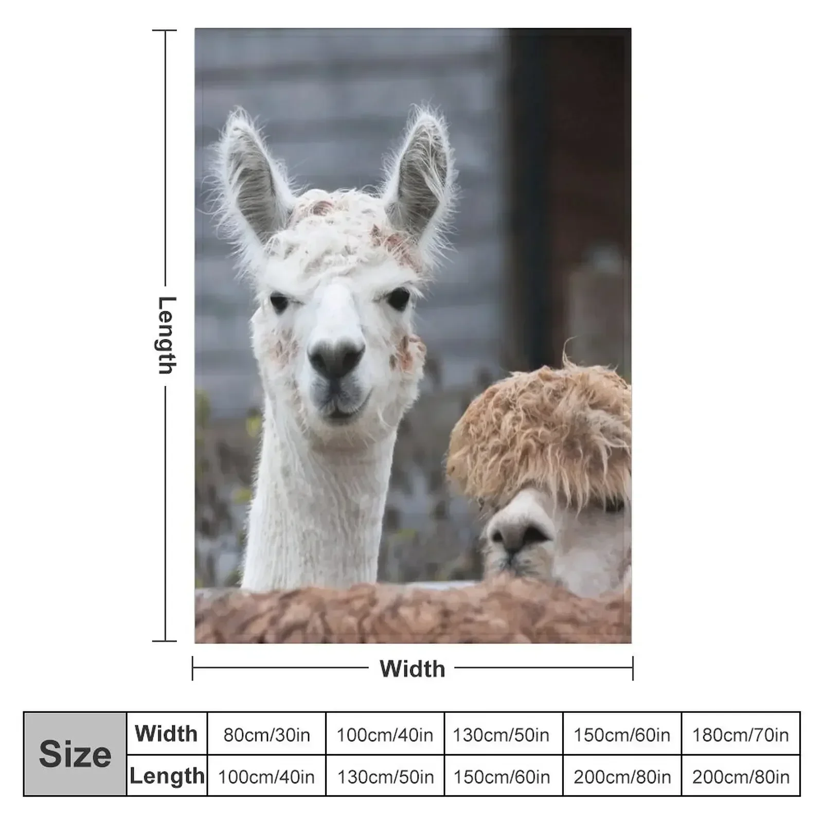 Curious alpacas cute animals Throw Blanket Tourist Luxury St Flannels Thins Blankets