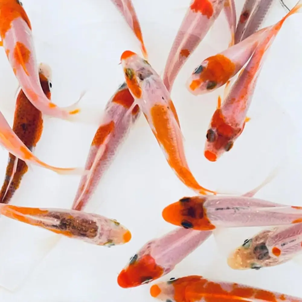

Stunning 5-6 Inch Red & White Koi Fish for Ponds, Tanks, and Aquariums - Pack of 20