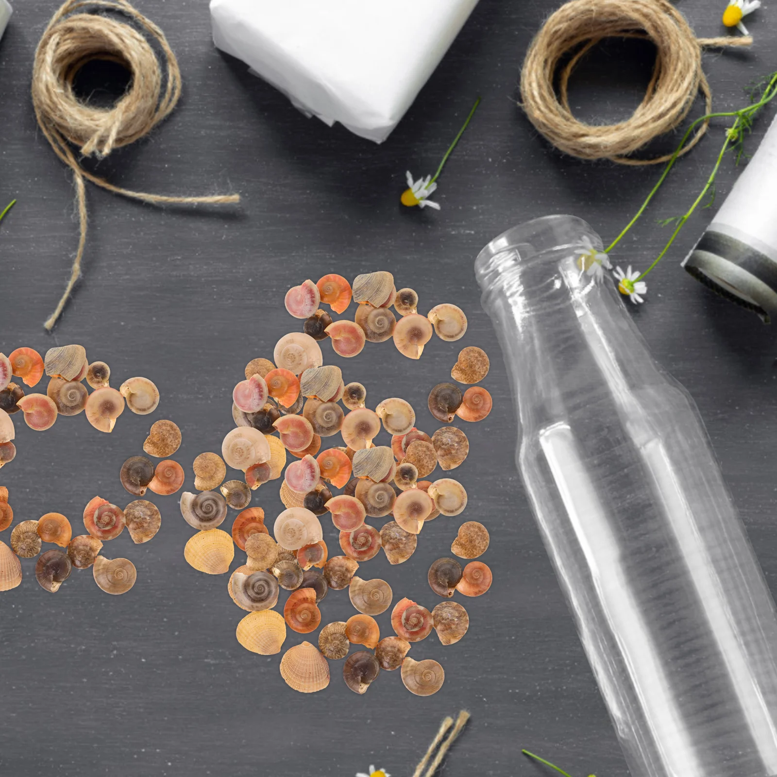 

Natural Snail Shell Accessories for Micro L Decor Safe DIY Pendant Necklace Earrings Keychain Family Decor