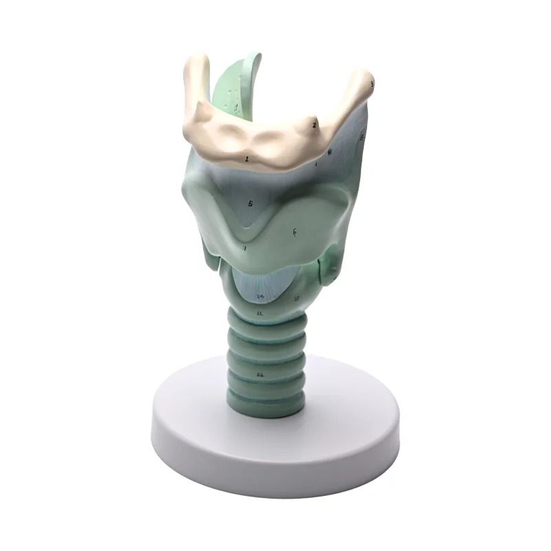

Three Times Magnification of Thyroid Cartilage Hyoid Ligament Junction in Sand Throat of Thyroid Cartilage Model