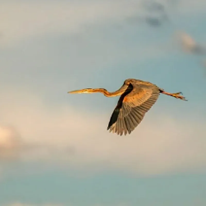 

Holybro Pixhawk 4 Flight Control/Autonomous Vehicle M9N or M10N GPS PM02 V3 12s or PM07 14s Power Module For RC Drone/Car/Boat