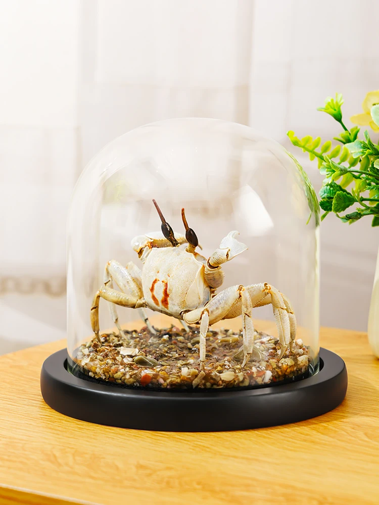 

Modern Simple Sle Crab Specimen Home Decoration Display Piece Glass Cover Creative Gift for Boyfriend Birthday