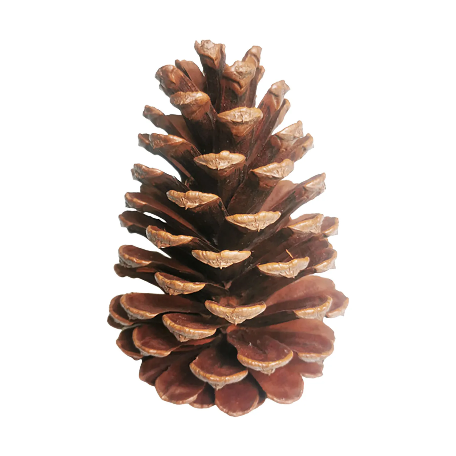 3.5 5inch Natural Large Pinecone Christmas Natural Pinecone Ornaments Big Pinecones For Autumn And Party Decorations For Kids