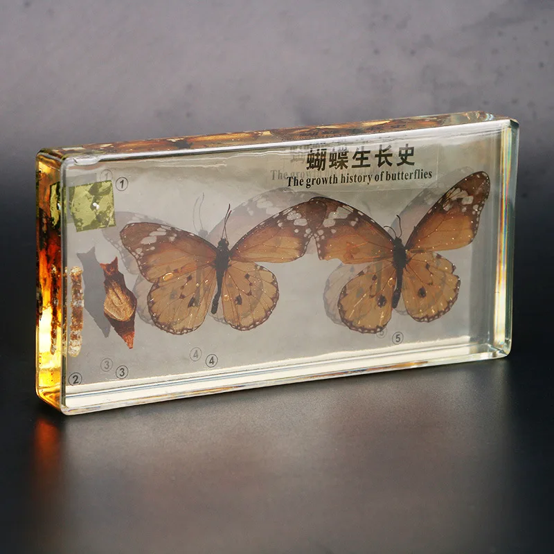 The new style of real butterfly specimens, transparent resin, butterfly growth history teaching and observation crafts