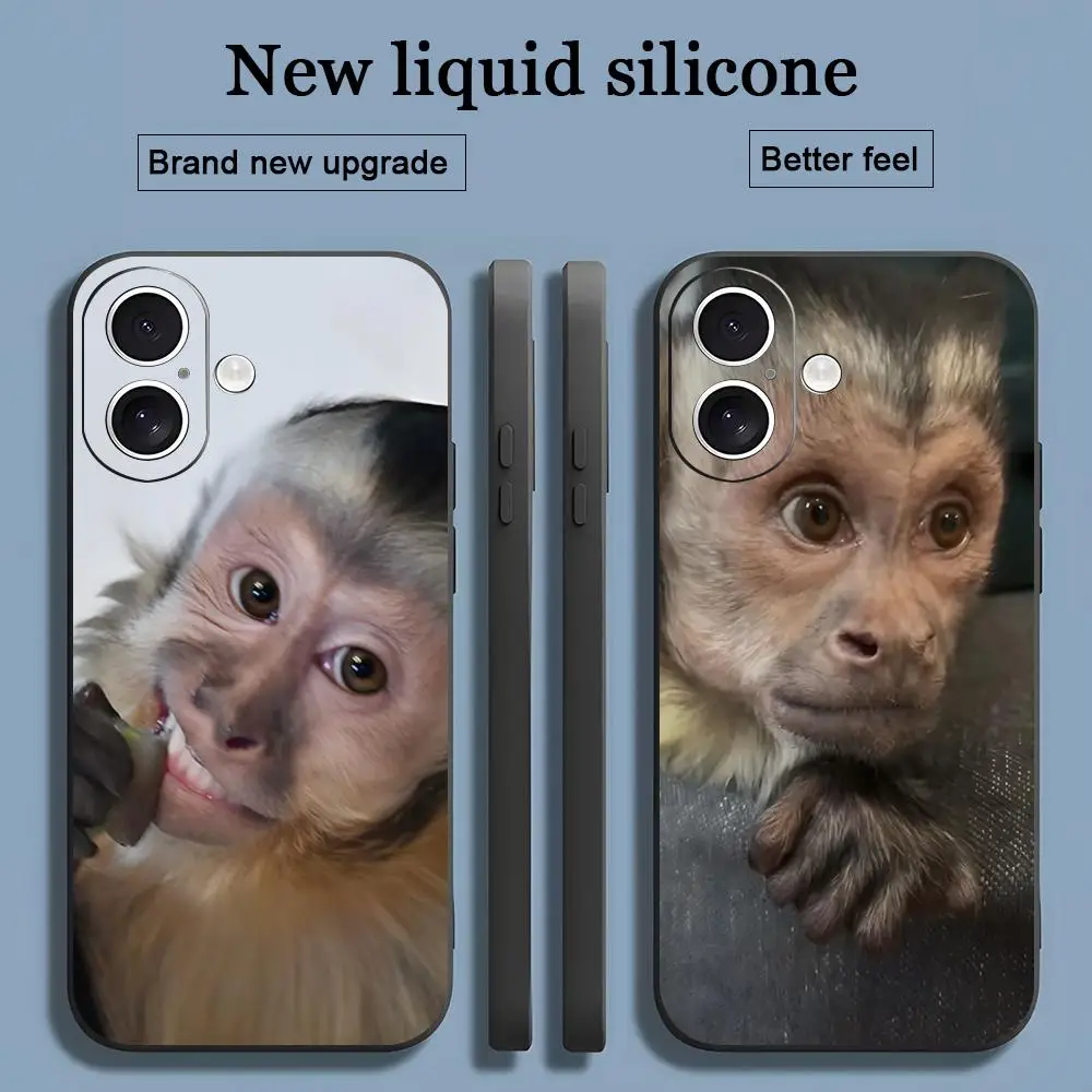 Горячий забавный чехол для телефона Capuchin Monkey HD для iPhone 16, 15, 14, 13, 12, 11 X XR XS 8 Plus Mini Pro Max, мягкий черный противоударный чехол Горячий забавный чехол для телефона Capuchin Monkey HD для iPhone 16, 15, 14, 13, 12, 11 X XR XS 8 Plus Mini Pro Max, мягкий черный противоударный чехол