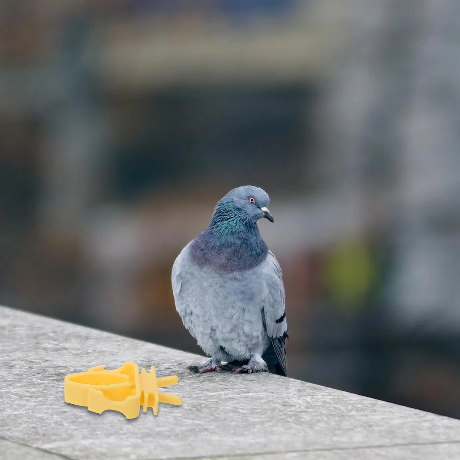 

10pcs Parrot Fruit Feeder Clip Bird Cage Food Holder For Cockatiel Budgie Macaw Durable Vegetable Clip For Healthy Foraging -