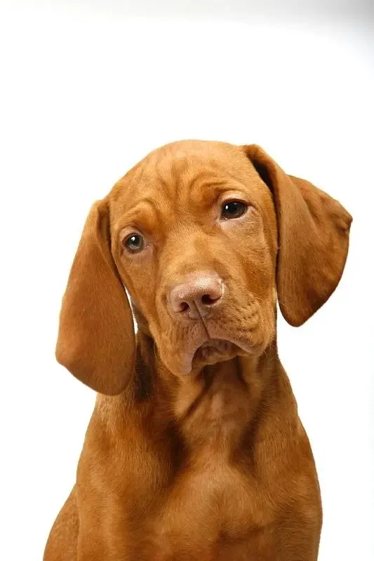 

4pcs 1.9'' Beadlock Wheels and Tires Rim Offset -8.9mm OD 4.53'' for 1/10 RC Crawler Car TRX4 TRX6 SCX10 90046 CC01 D90 D110