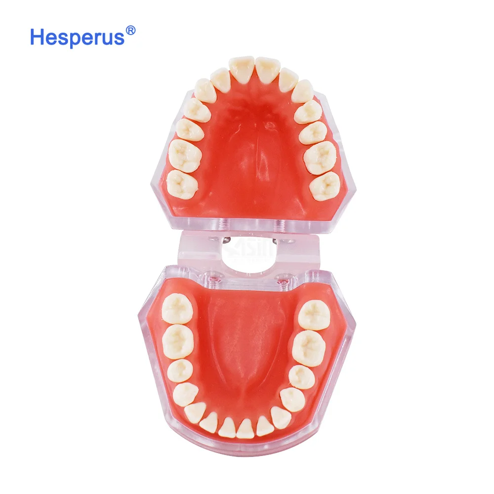 Factory Hot Sale den tal Model den tal Standard 28 Removable Teeth Soft Gum ADULT TYPODONT Model