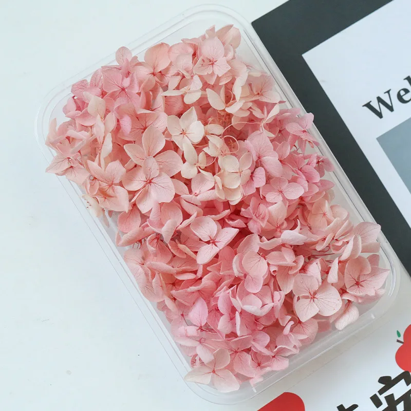 5g Anna Gradient Color Hydrangea Natural Preserved Dried Flowers Glass Cover Photo Frame Decoration Handmade DIY Material