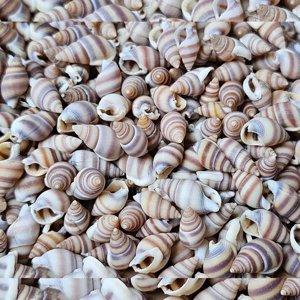 1 Kutu Mini Deniz Kabukları, Küçük Plaj Kabukları, Deniz Salyangozu Hobi, hediye veya dekorasyon için Sanat ve El Sanatları Projeleri Balık Tankı Vazo Doldurma