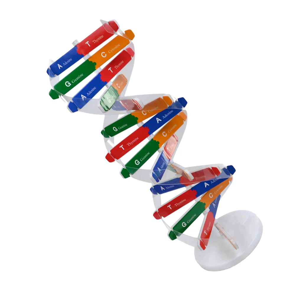 DNA Dubbele Helix Wetenschap Leermiddelen Hulpgereedschap Kinderen Montage Bouwen Biologie Educatief Instrument Kinderen