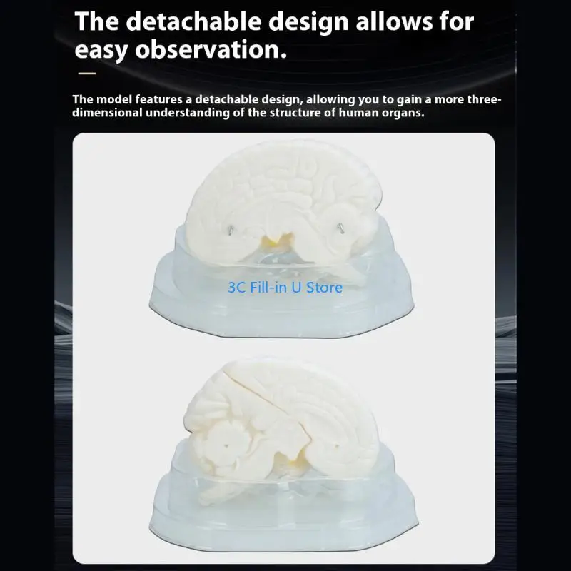 G8TA学生研究のためのディスプレイベースティーチングツールを備えた人間の脳解剖学的モデル