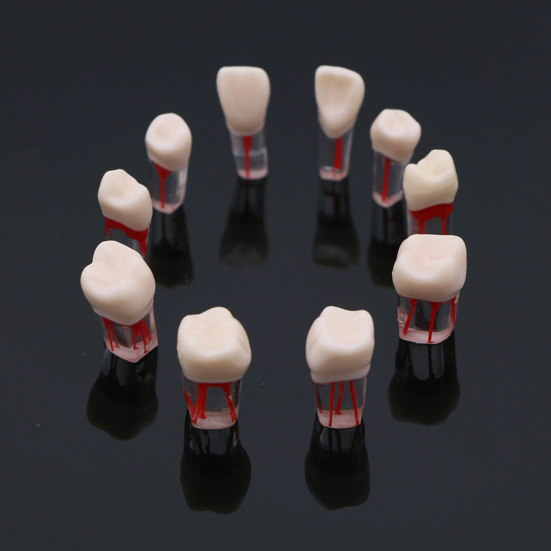 Endodontyczna praktyka 1:1 korzeniowego Model zębów M8006 11 #14 #16 #21 #24 #26 #35 #36 #45 #46 # standardowe studiowanie typodontów